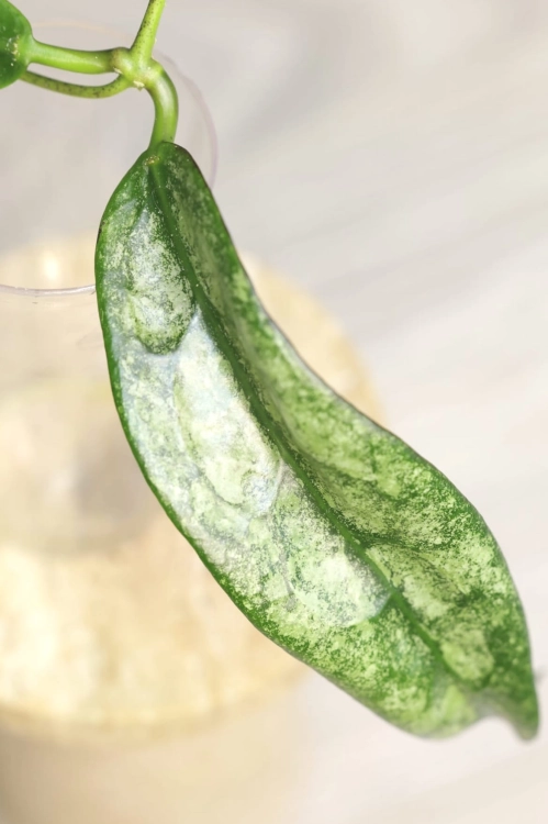 Hoya Buntokensis Purnama