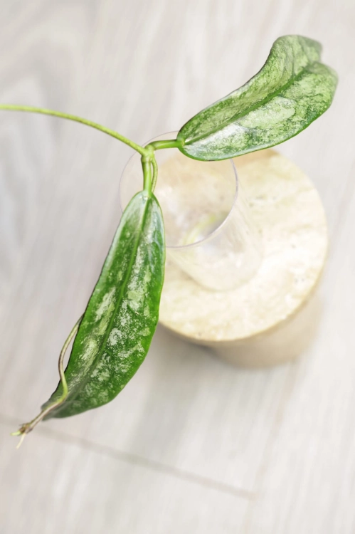 Hoya Buntokensis Purnama