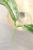 Hoya Buntokensis Purnama