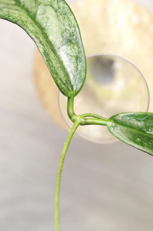 Hoya Buntokensis Purnama
