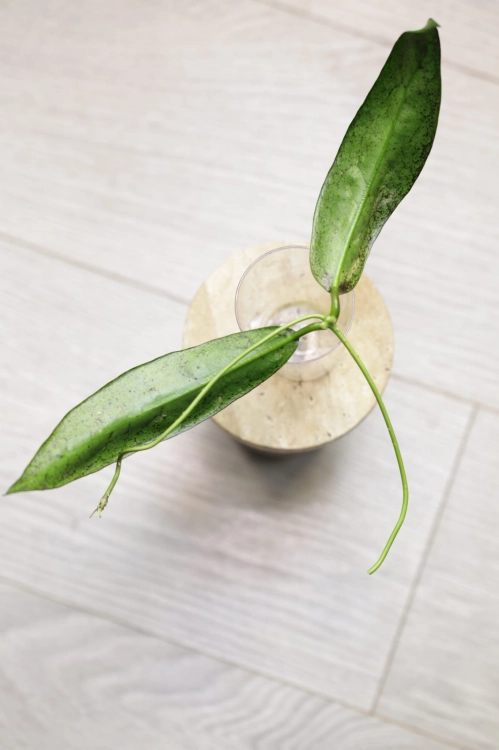 Hoya Buntokensis Purnama