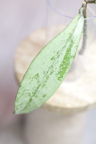Hoya Alena