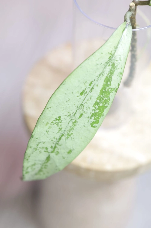 Hoya Alena