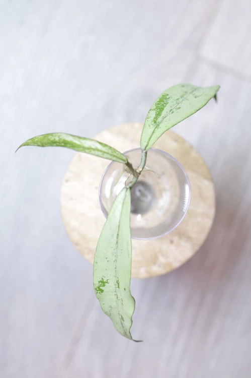 Hoya Alena
