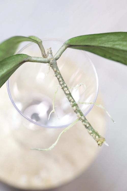 Hoya Alena