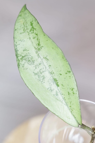 Hoya Alena