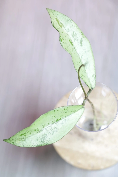 Hoya Alena