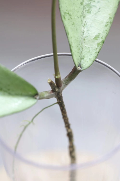 Hoya Alena