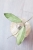 Hoya Alena