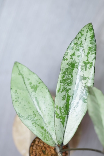 Hoya Alena