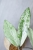 Hoya Alena