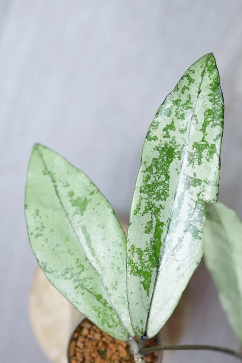 Hoya Alena