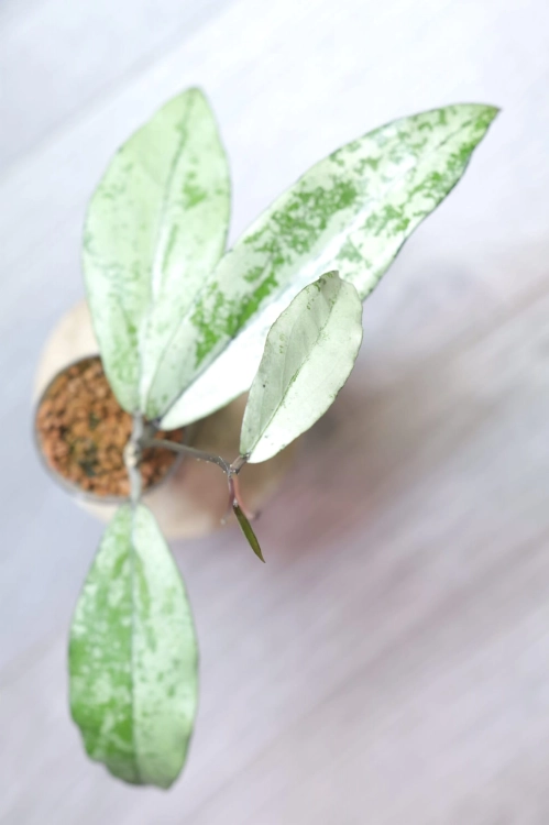 Hoya Alena