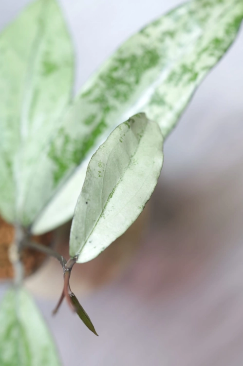 Hoya Alena