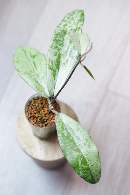 Hoya Alena