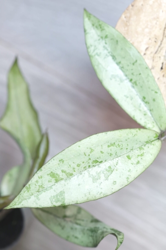 Hoya Alena