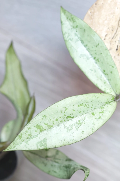 Hoya Alena