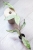 Hoya Alena