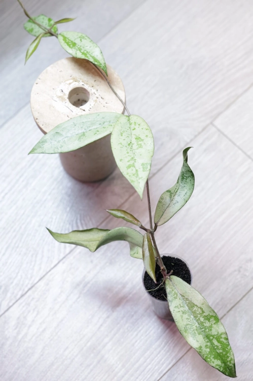 Hoya Alena