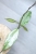 Hoya Alena