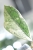 Hoya Clemensiorum sp Borneo Silver
