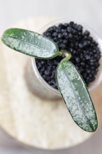 Hoya Lyi Splash