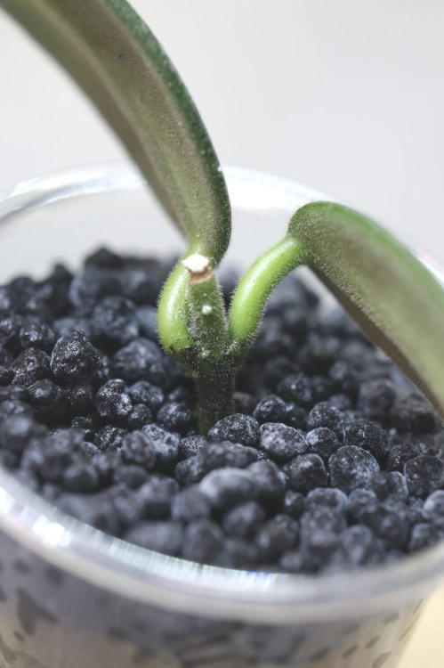 Hoya Lyi Splash
