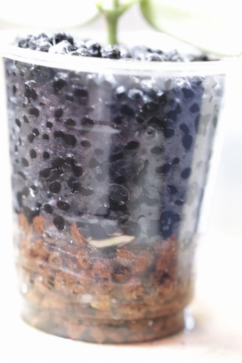 Hoya Lyi Splash