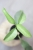 Hoya Multiflora Silver WonderPhil