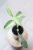 Hoya Multiflora Silver WonderPhil