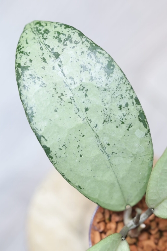 Hoya Emperor Silver (aff Clemensiorum)