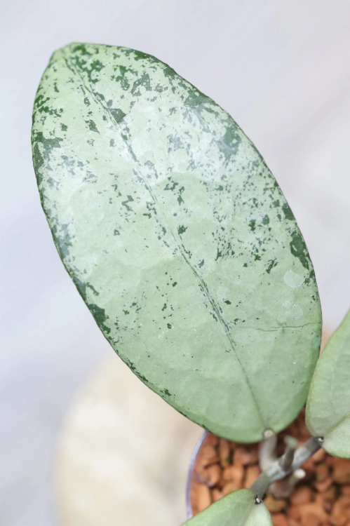 Hoya Emperor Silver (aff Clemensiorum)