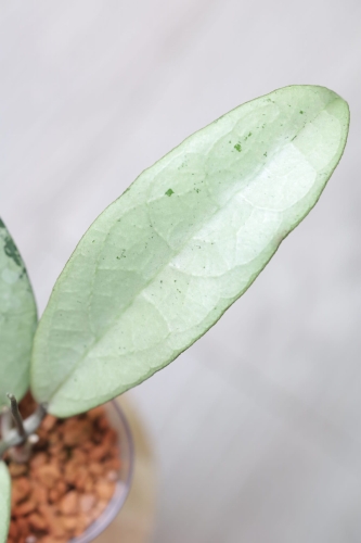Hoya Emperor Silver (aff Clemensiorum)