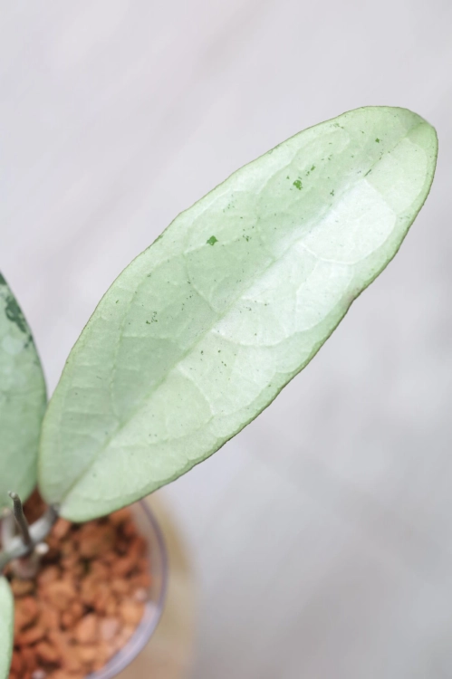 Hoya Emperor Silver (aff Clemensiorum)