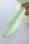Hoya Emperor Silver (aff Clemensiorum)