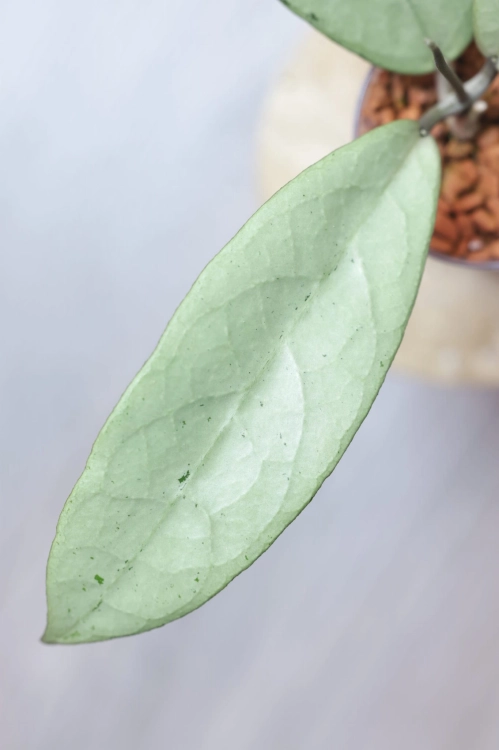 Hoya Emperor Silver (aff Clemensiorum)
