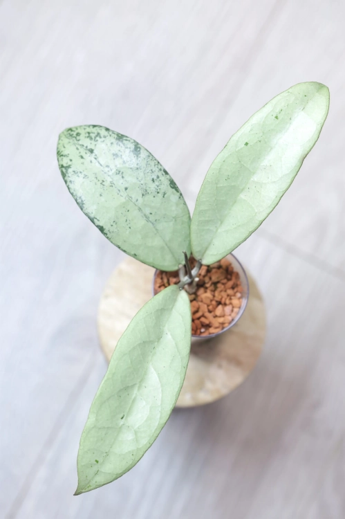 Hoya Emperor Silver (aff Clemensiorum)