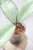 Hoya Emperor Silver (aff Clemensiorum)