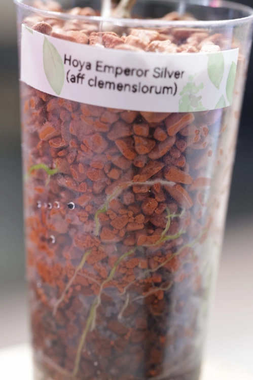 Hoya Emperor Silver (aff Clemensiorum)
