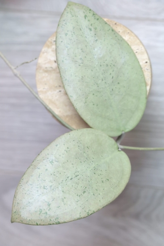 Hoya sp. Menak Sopal Silver
