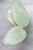 Hoya sp. Menak Sopal Silver
