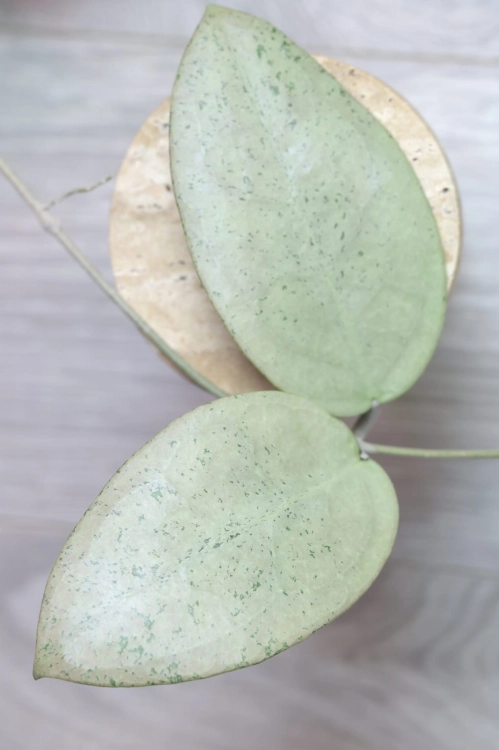 Hoya sp. Menak Sopal Silver