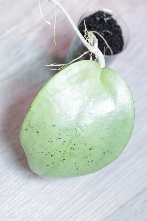 Hoya sp. Menak Sopal Silver