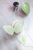 Hoya sp. Menak Sopal Silver