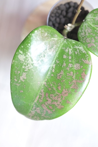 Hoya Verticillata 'Purple Aurora'