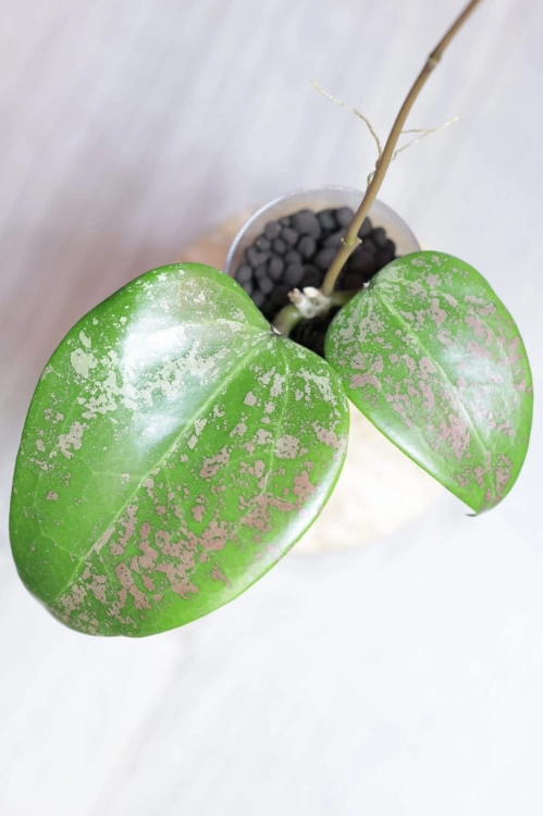 Hoya Verticillata 'Purple Aurora'