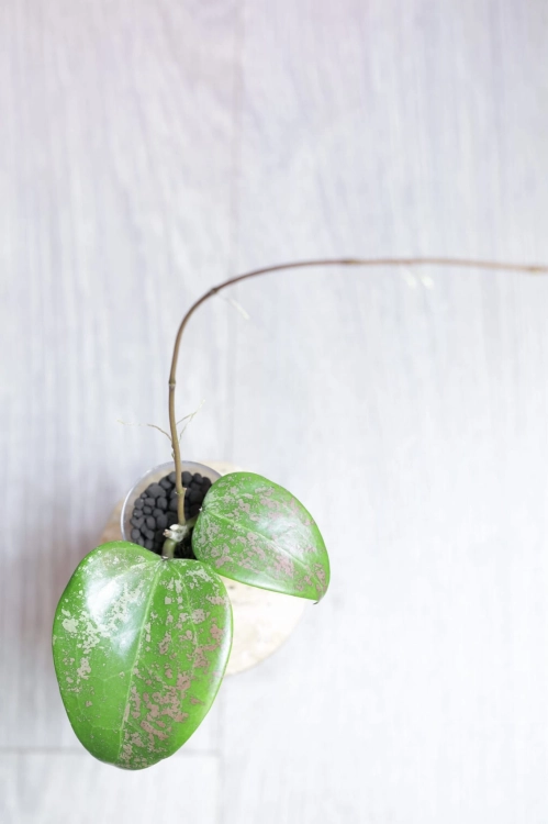 Hoya Verticillata 'Purple Aurora'