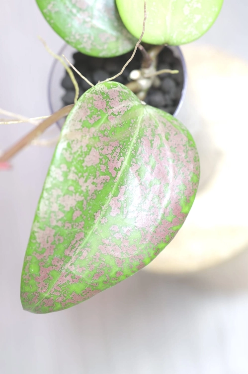 Hoya Verticillata 'Purple Aurora'