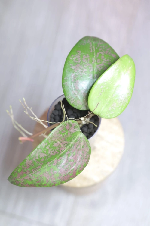Hoya Verticillata 'Purple Aurora'
