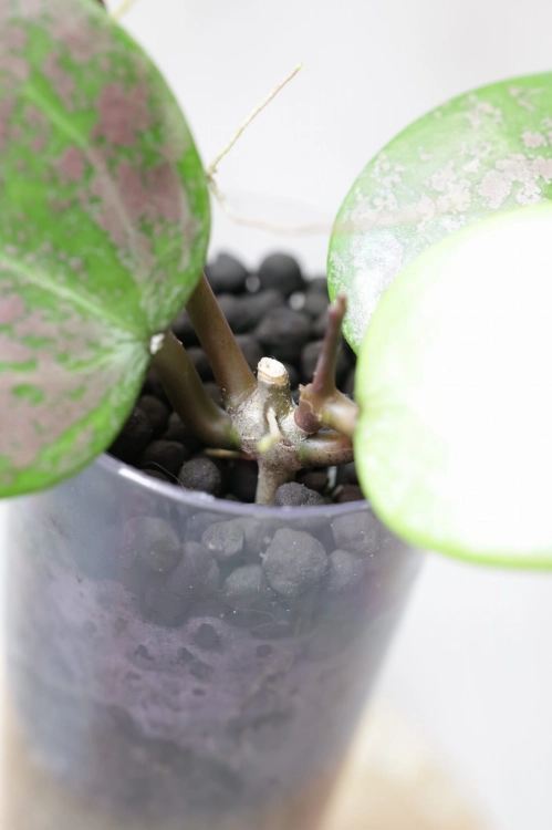Hoya Verticillata 'Purple Aurora'